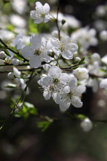 Fiore di ciliegio №39797