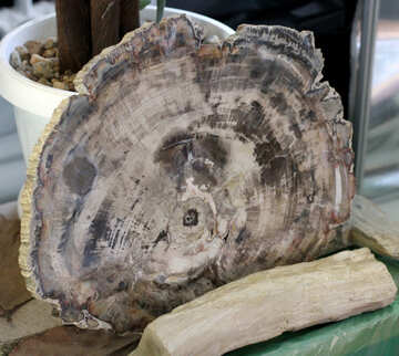Versteinertes Holz geschnitten №39371