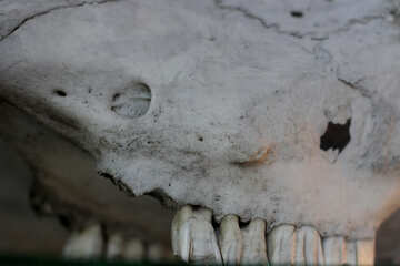El cráneo de un animal antiguo №39347