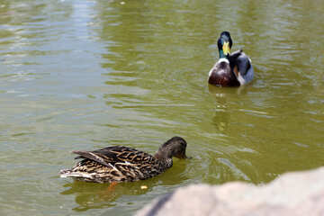 Family wild ducks №39663