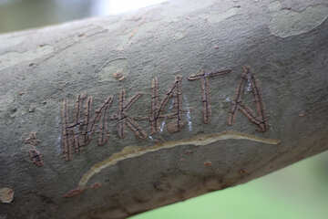 Cut out the name on tree №39911