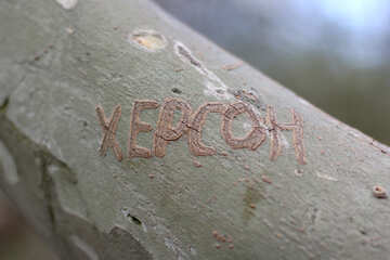 The inscription on the tree the city Kherson №39910