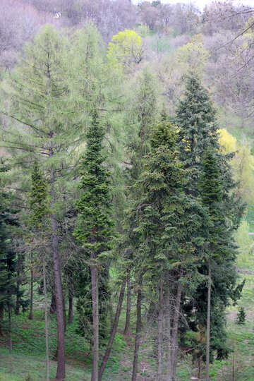 Alberi di pino sul versante in primavera №39875