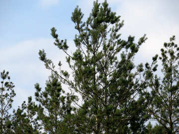 Coniferi alberi contro il cielo №39544