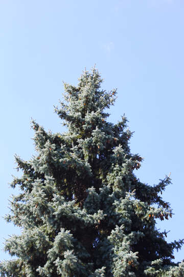 Grand arbre de Noël №39610