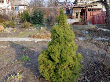 Seedling white spruce №39123