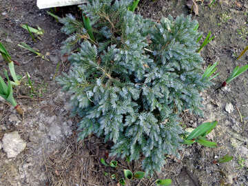 Spruce seedlings №39120