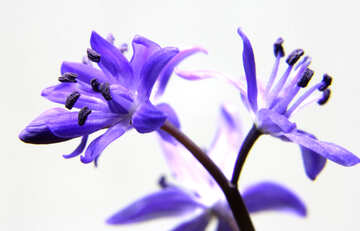 Piccolo fiore blu №39003
