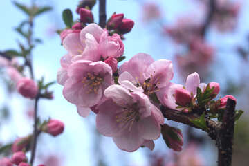 Flores de manzana №39783