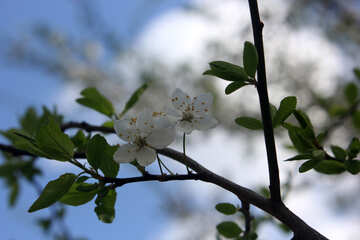 Flores de cereja №39762