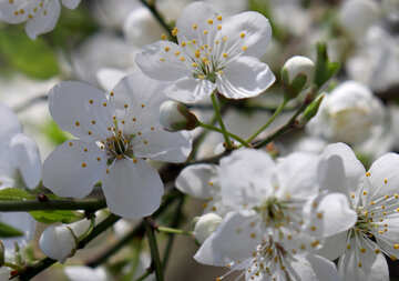 Flores de la cereza №39798