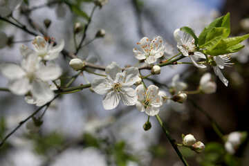 Flores en la rama de la cereza №39791