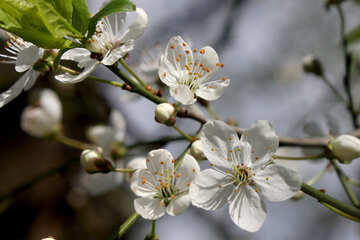 Flores de la cereza №39792