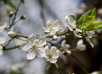 Blumen Kirsche Baum №39793