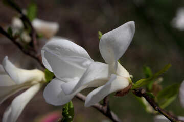 White flowers Magnolia №39746
