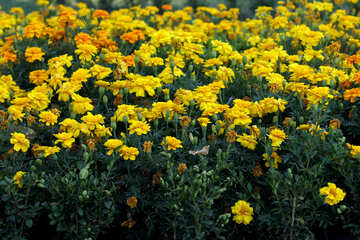 Marigold flowers №39634