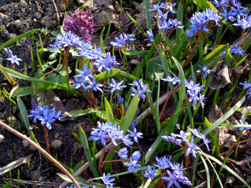 I primi fiori di primavera blu №39137