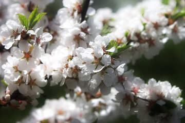 Branches of flowering fruit tree