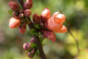 Цветущее дерево макро №39765