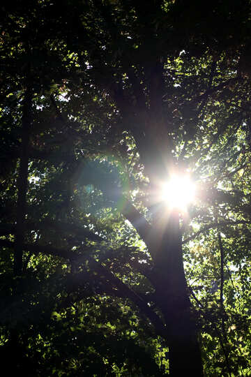 El sol través de las hojas №39603