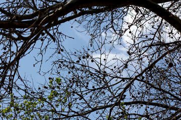 El cielo través de los árboles de primavera №39902