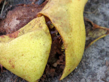 Wasp eating pear №39533