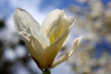 Delicate magnolia №39690