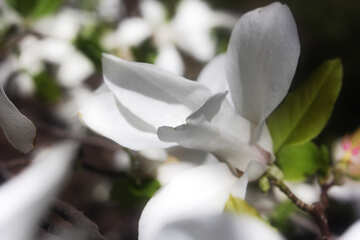 Magnolia flower №39744