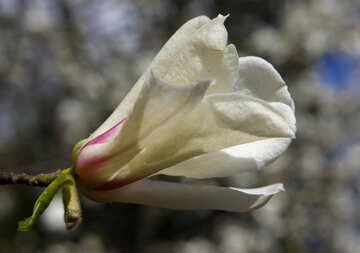 Árbol de flor magnolia №39696