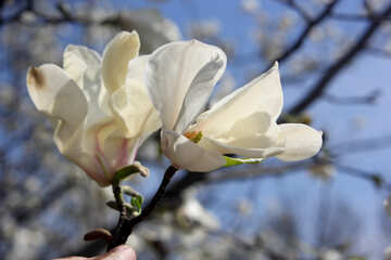 Hada de la flor de Magnolia №39717