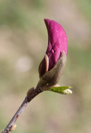 Magnolia rosa №39747