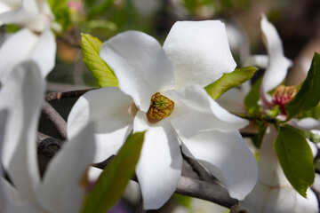 Spring Flower Magnolia №39743