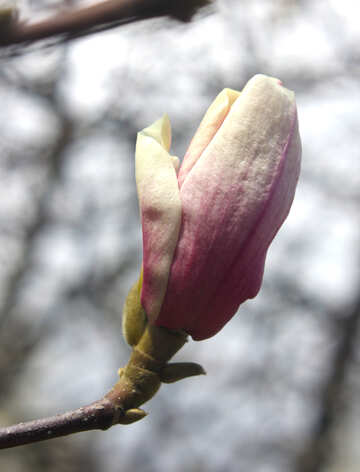 春の花の美しいモクレン №39725