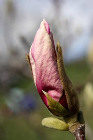 Весняна квітка казкової магнолії №39727