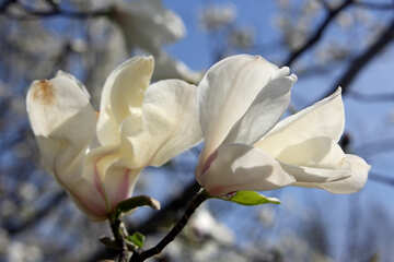 Magnolia est symbole de printemps