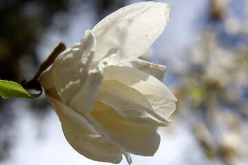 Arbre de Magnolia en fleurs №39691