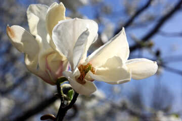Velvet Magnolia flower №39720