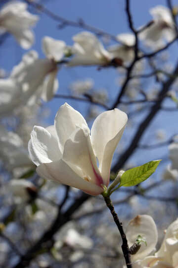 White magnolia flower in early spring