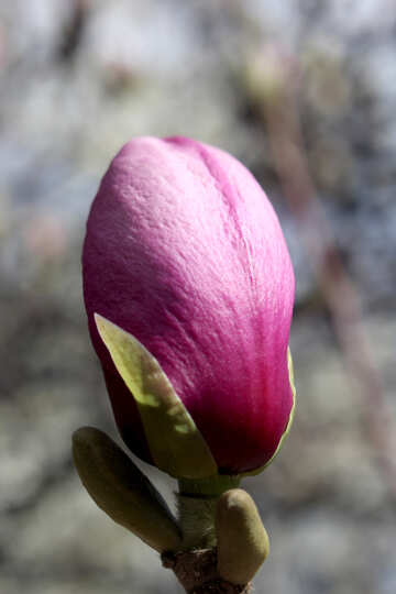 Pink bud of Magnolia №39739