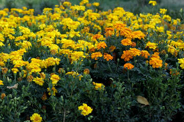 Marigold yellow №39633
