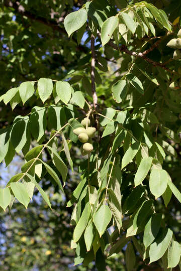 Tree nut №39627