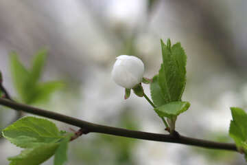 Germoglio di fiore ciliegio №39750
