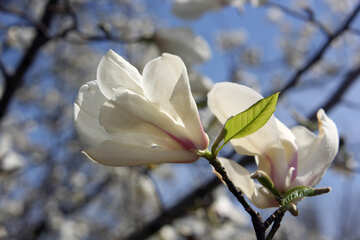 Fiore di primavera №39714
