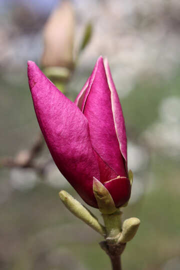 Frühling rosa Blüte №39741