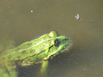 Frog №39568