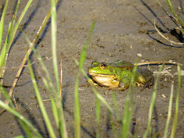 Frog in grass №39572