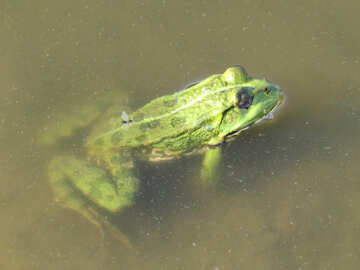 Frosch im Wasser №39569