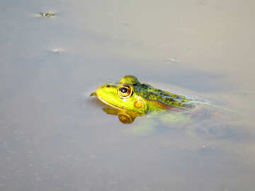 Toad in water №39576