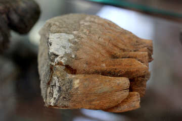 Mammoth tooth №39349