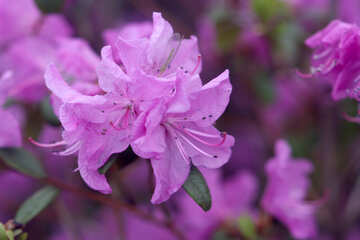 Rhododendron №39687